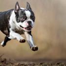 Boston terrier in midair running