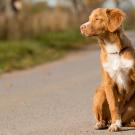 A light brown dog with a white chest patch sits in a road looking to the left. 