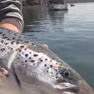 Head of an Atlantic salmon with a boat in the background