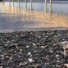 Stranded harbor seal on the rocks near the bay