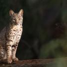 Bobcat standing on a branch in the wild