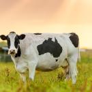 A cow standing in a field