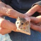 Mouse being measured on a ruler