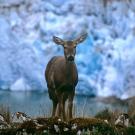 huemul en Patagonia