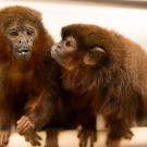 Titi monkeys