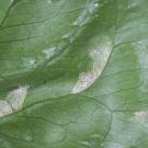 lettuce with mildew