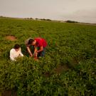 students in a tomato research field