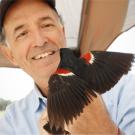 Man holding tricolored blackbird.