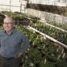 Plant scientist in strawberry breeding greenhouse.