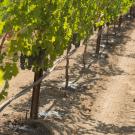 grape field irrigation