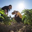 Students in field with bell peppers