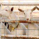 Four goats face the camera