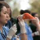 Vet student and flamingo