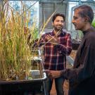 Postdoc Imtiyaz Khanday and Professor Venkatesan Sundaresan with cloned rice plants in a UC Davis green house, December 2018.