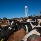 dairy barn