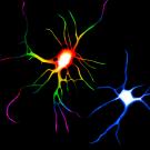 Two neurons