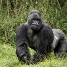 Silverback mountain gorilla