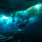 Two seals in Antarctica