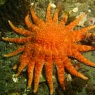 Sunflower sea star