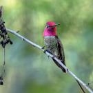 Anna&rsquo;s hummingbird, male