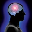 Drawing of the brain