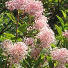Another new Arboretum All-Star: Ceanothus Marie Simon 