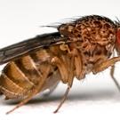 Drosophila side view