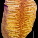 photo:  rock with a fern-like plant embedded