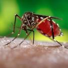 Magnified closeup of a mosquito piercing a person's skin