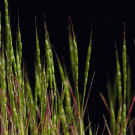 photo of type of goatgrass or wild wheat