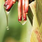 Photo of aerial roots of corn