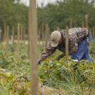 A farmworker.