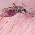 Mosquito drawing blood on skin