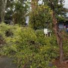 Down tree branches on bike path.