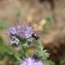 bee on flower