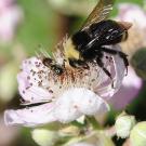 Bumblebee on a flower