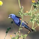 Blue grosbeak