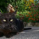 Black cat with yellow eyes lies on pavement in front of flower garden.