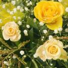 Photo: roses