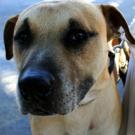 Photo: dog's face