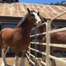 Budweiser Clydesdales