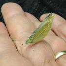 Butterfly in hand