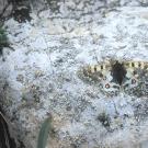 Butterfly on rock