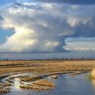 Rice field with storm clouds