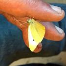 Cabbage white butterfly