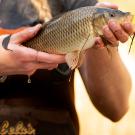 Woman holding carp.