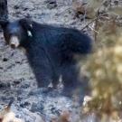 Bear after release into the wild.