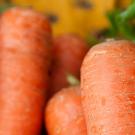 Closeup of of whole raw carrots with a few green leaves.