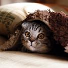 A cat under a blanket.