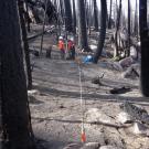 Two female foresters in stand of burned trees and ashen forest floor. 